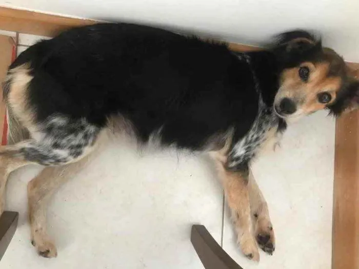 Cachorro raça Vira lata idade 2 anos nome Luli