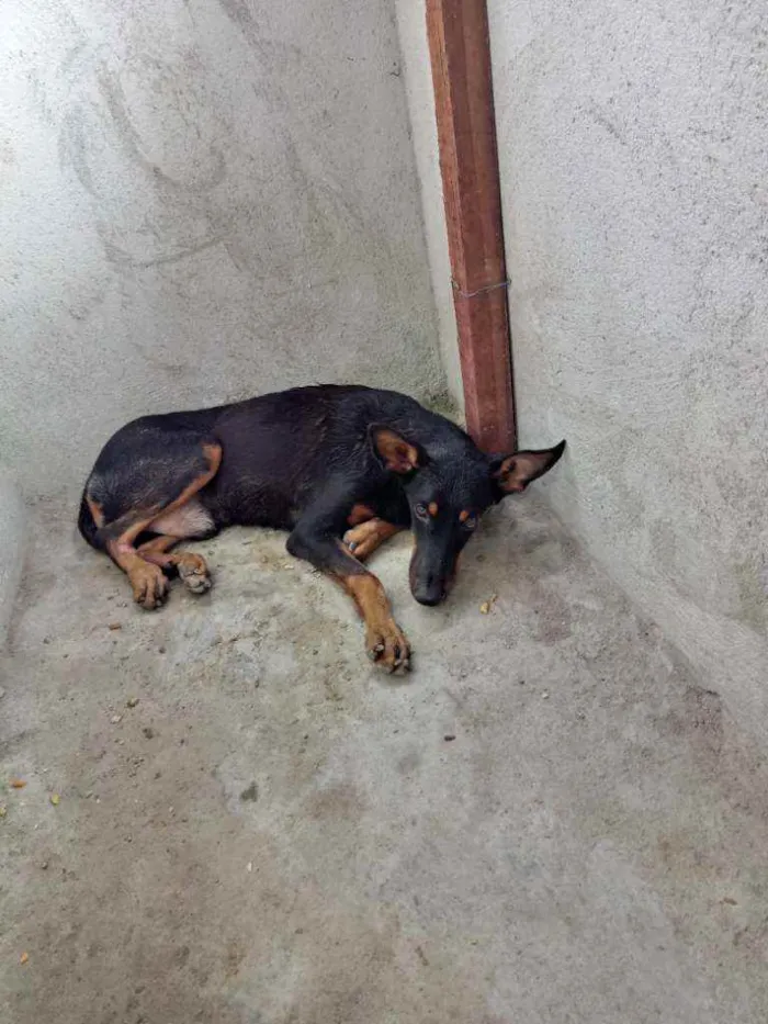 Cachorro ra a Dobeman idade 2 a 6 meses nome Scube