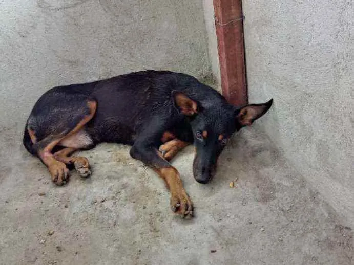 Cachorro ra a Dobeman idade 2 a 6 meses nome Scube