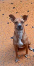 Cachorro raça Srd idade  nome Bella