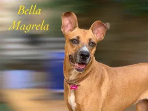 Cachorro raça Srd idade  nome Bella