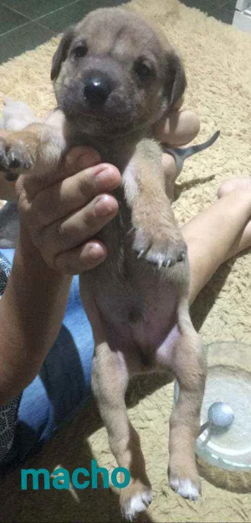 Cachorro ra a SRD idade Abaixo de 2 meses nome Ailo