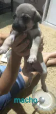 Paco