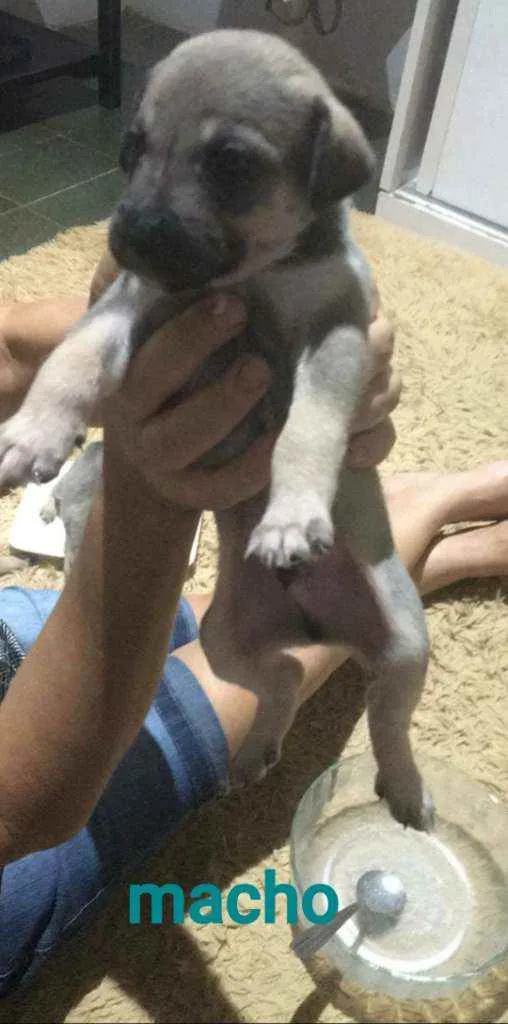 Cachorro ra a SRD idade Abaixo de 2 meses nome Paco