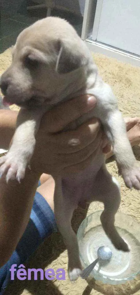 Cachorro ra a SRD idade Abaixo de 2 meses nome Lia