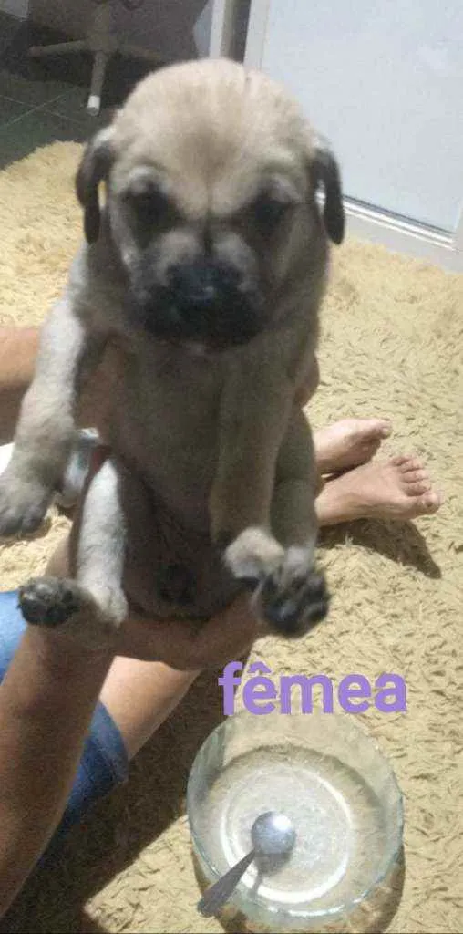 Cachorro ra a SRD idade Abaixo de 2 meses nome Bia