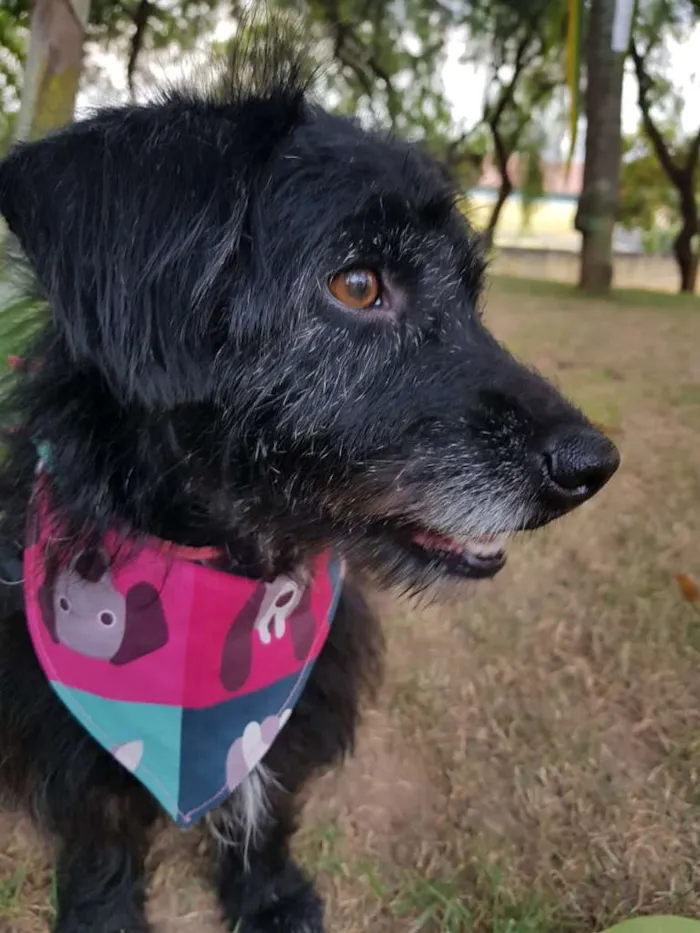 Cachorro ra a SRD idade 3 anos nome Theo