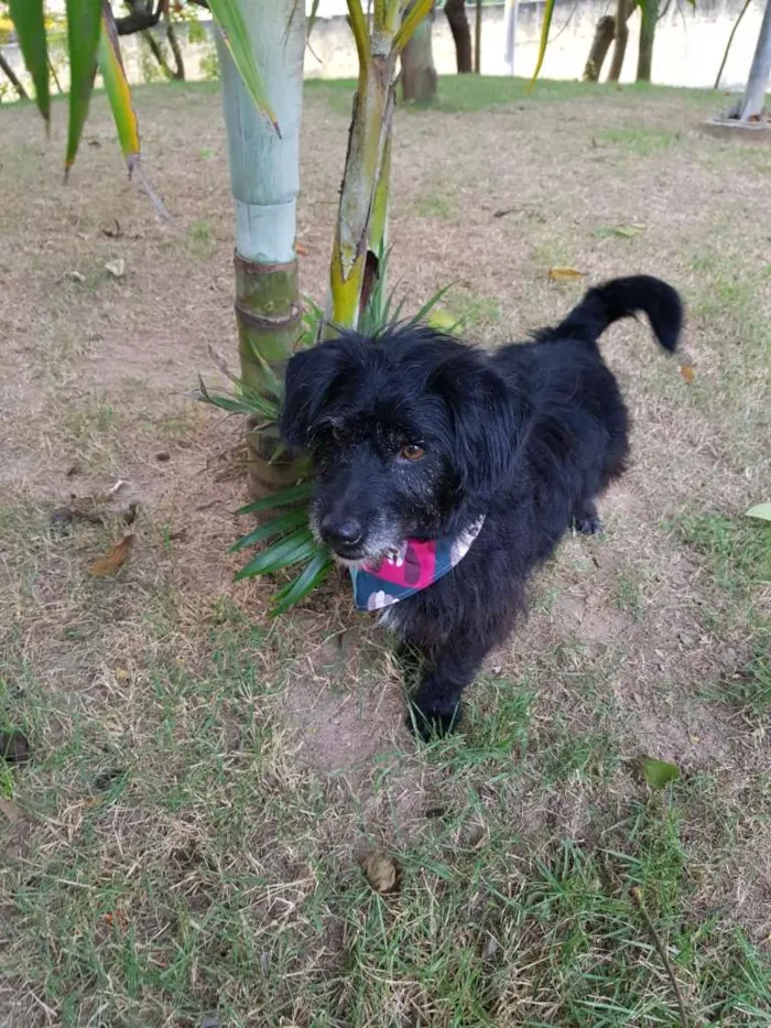 Cachorro ra a SRD idade 3 anos nome Theo