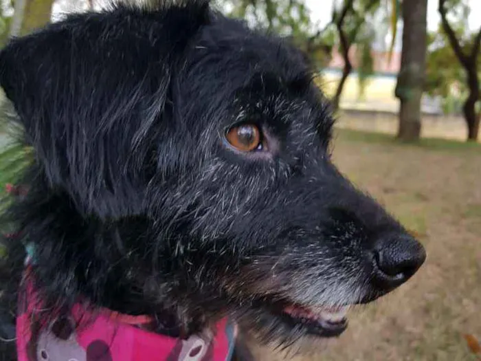 Cachorro ra a SRD idade 3 anos nome Theo