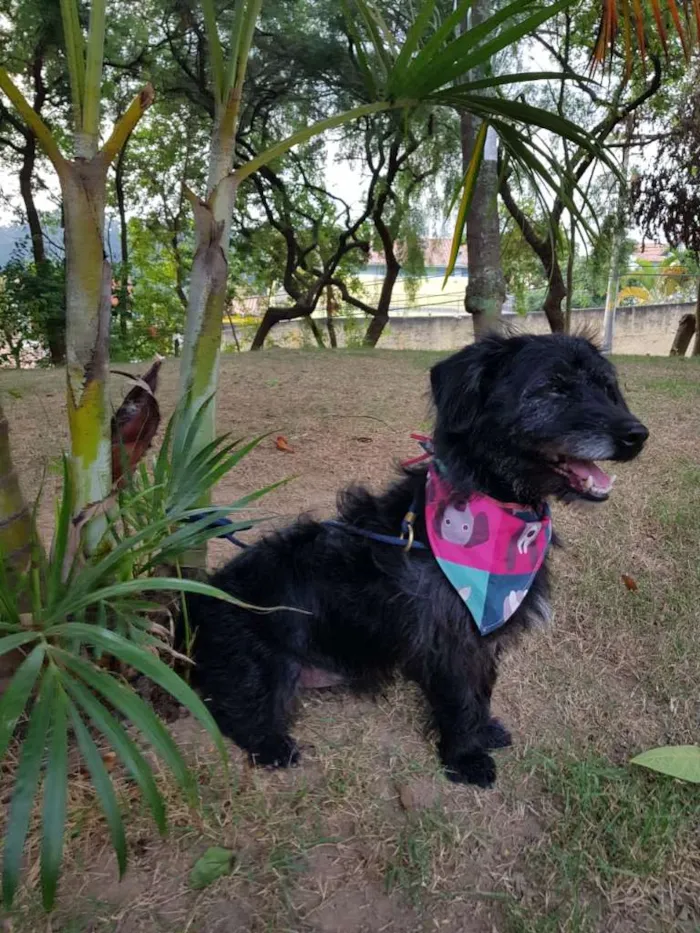 Cachorro ra a SRD idade 3 anos nome Theo