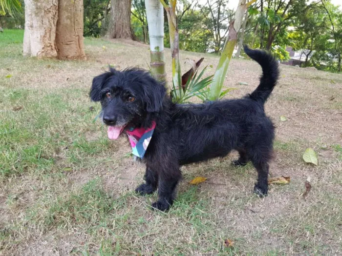 Cachorro ra a SRD idade 3 anos nome Theo