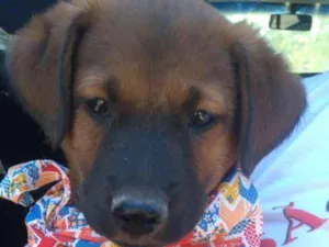 Cachorro raça srd idade 2 a 6 meses nome filhotinho 1