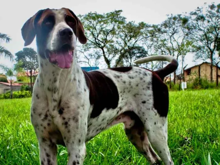 Cachorro ra a Perdigueiro idade 3 anos nome Prisioner