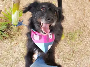 Cachorro raça SRD idade 3 anos nome Theo