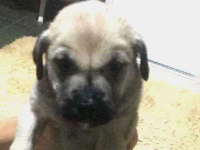 Cachorro ra a SRD idade Abaixo de 2 meses nome Bia