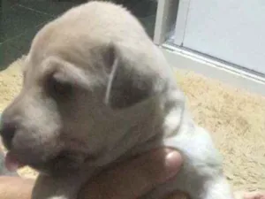 Cachorro raça SRD idade Abaixo de 2 meses nome Lia