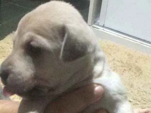 Cachorro ra a SRD idade Abaixo de 2 meses nome Lia