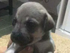 Cachorro raça SRD idade Abaixo de 2 meses nome Paco