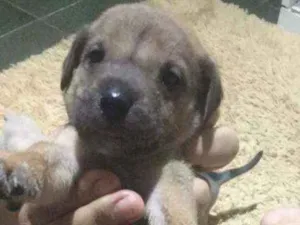 Cachorro raça SRD idade Abaixo de 2 meses nome Ailo