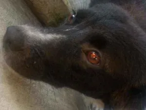 Cachorro raça Viralata idade 2 a 6 meses nome Kaka