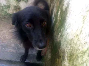 Cachorro raça Viralata idade 7 a 11 meses nome Kaka e Scooby