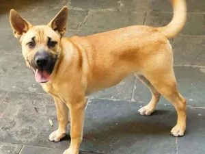 Cachorro raça Bora lata idade 7 a 11 meses nome Simba