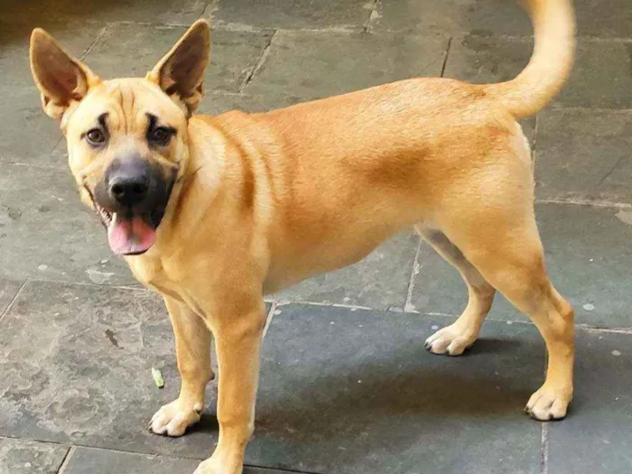 Cachorro ra a Bora lata idade 7 a 11 meses nome Simba