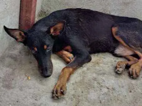 Cachorro ra a Dobeman idade 2 a 6 meses nome Scube