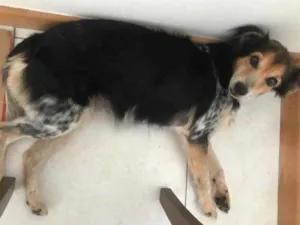 Cachorro raça Vira lata idade 2 anos nome Luli