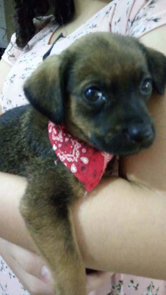 Cachorro ra a Indefinida idade 2 a 6 meses nome Noturna