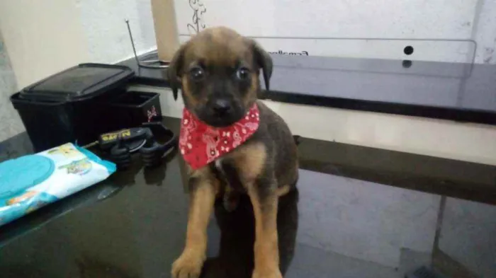 Cachorro ra a Indefinida idade 2 a 6 meses nome Noturna