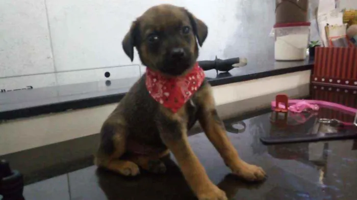 Cachorro ra a Indefinida idade 2 a 6 meses nome Noturna