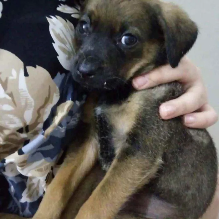 Cachorro ra a Indefinida idade 2 a 6 meses nome Noturna