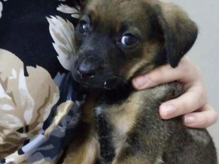 Cachorro ra a Indefinida idade 2 a 6 meses nome Noturna