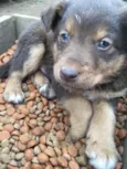 Menino