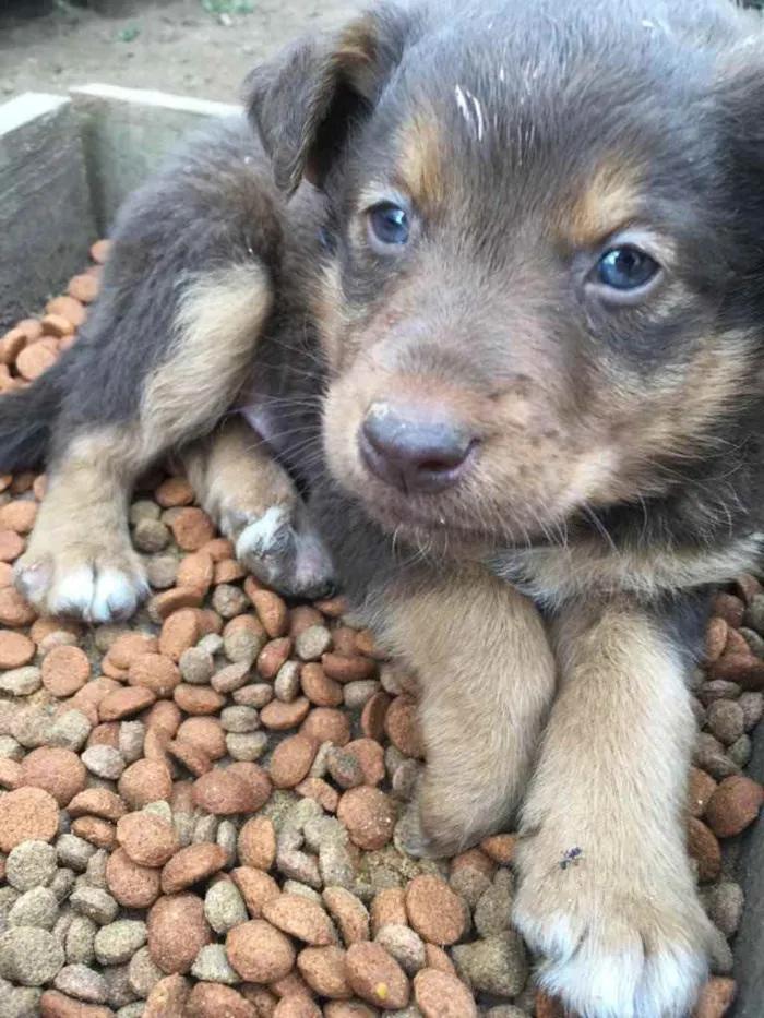 Cachorro ra a  idade Abaixo de 2 meses nome Menino