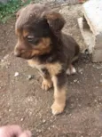 Menino