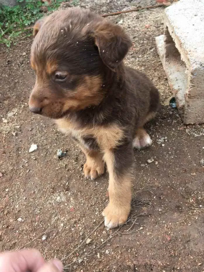 Cachorro ra a  idade Abaixo de 2 meses nome Menino