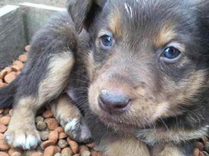 Cachorro ra a  idade Abaixo de 2 meses nome Menino