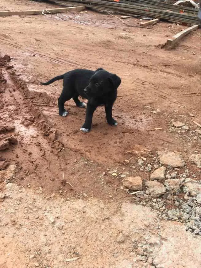 Cachorro ra a  idade Abaixo de 2 meses nome Menino 
