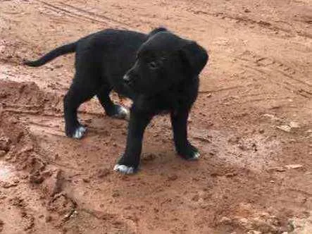 Cachorro ra a  idade Abaixo de 2 meses nome Menino 