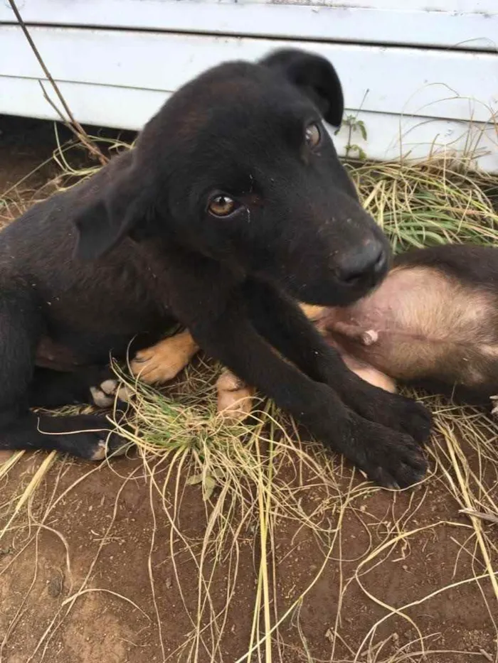 Cachorro ra a  idade 2 a 6 meses nome Menino 