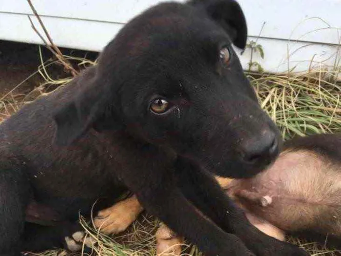 Cachorro ra a  idade 2 a 6 meses nome Menino 