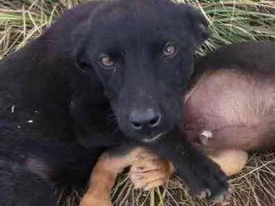 Cachorro ra a  idade 2 a 6 meses nome Menino 