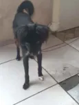 Bob