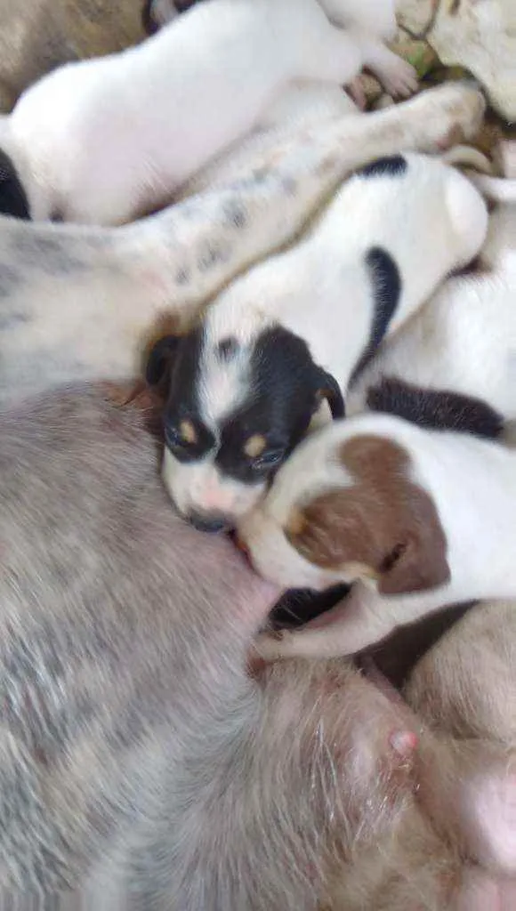 Cachorro ra a Casador idade 1 ano nome Laila