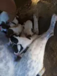 Laila