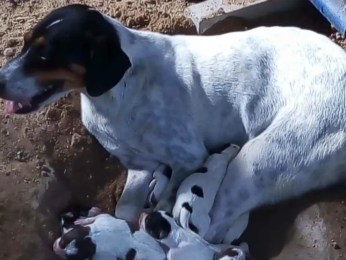 Cachorro ra a Casador idade 1 ano nome Laila