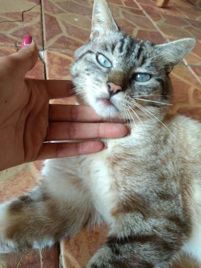 Gato ra a Vira Lata idade 5 anos nome Raimundo