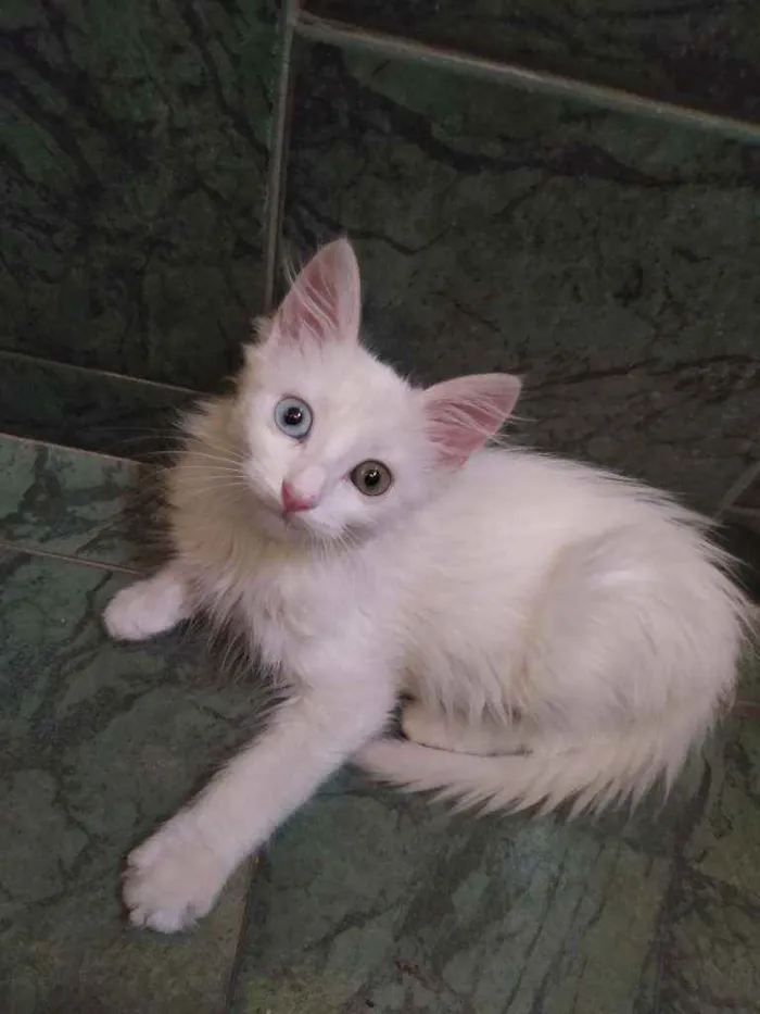 Gato ra a SDR idade Abaixo de 2 meses nome Neve